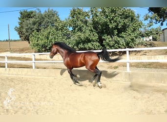 PRE Mestizo, Semental, 7 años, 166 cm, Castaño rojizo
