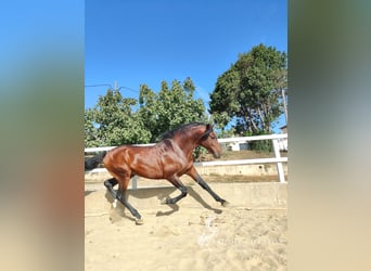 PRE Mestizo, Semental, 7 años, 166 cm, Castaño rojizo