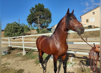 PRE Mestizo, Semental, 7 años, 166 cm, Castaño rojizo