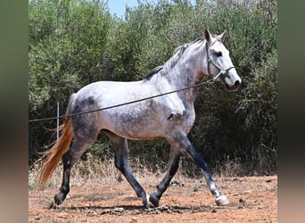 PRE Mestizo, Semental, 7 años, 166 cm, Tordo