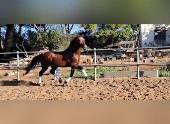 PRE Mestizo, Semental, 7 años, 167 cm, Castaño