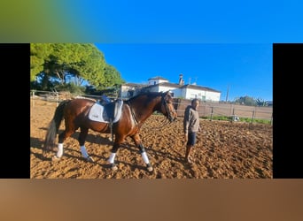 PRE Mestizo, Semental, 7 años, 167 cm, Castaño