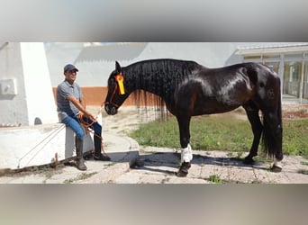 PRE Mestizo, Semental, 7 años, 167 cm, Negro