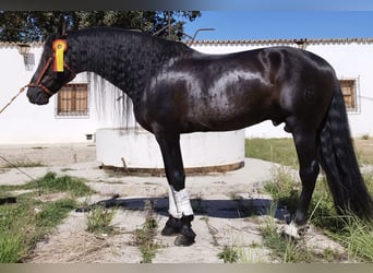 PRE Mestizo, Semental, 7 años, 167 cm, Negro