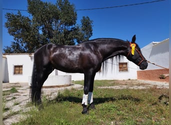 PRE Mestizo, Semental, 7 años, 167 cm, Negro