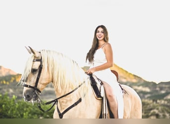 PRE Mestizo, Semental, 7 años, 167 cm, Perla