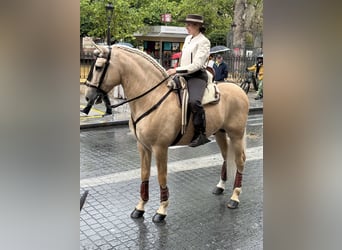 PRE Mestizo, Semental, 7 años, 167 cm, Perla