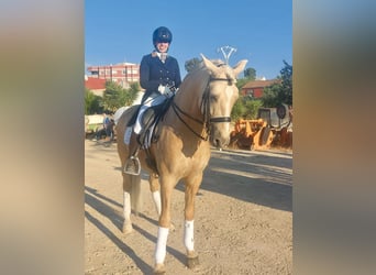 PRE Mestizo, Semental, 7 años, 167 cm, Perla