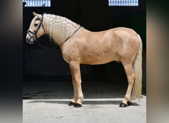 PRE Mestizo, Semental, 7 años, 167 cm, Perla