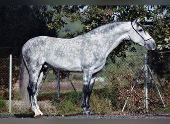 PRE Mestizo, Semental, 7 años, 167 cm, Tordo