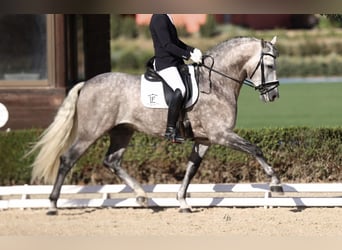 PRE Mestizo, Semental, 7 años, 167 cm, Tordo