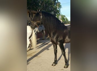 PRE, Semental, 7 años, 168 cm, Negro
