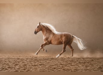 PRE Mestizo, Semental, 7 años, 168 cm, Palomino