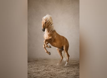 PRE Mestizo, Semental, 7 años, 168 cm, Palomino