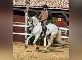 PRE, Semental, 7 años, 168 cm, Tordo