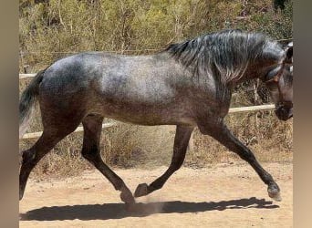 PRE Mestizo, Semental, 7 años, 168 cm, Tordo