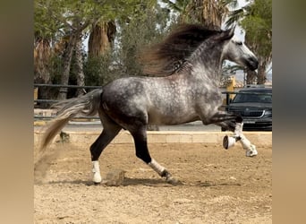 PRE Mestizo, Semental, 7 años, 168 cm, Tordo rodado