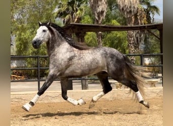 PRE Mestizo, Semental, 7 años, 168 cm, Tordo rodado