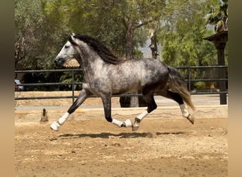 PRE Mestizo, Semental, 7 años, 168 cm, Tordo rodado