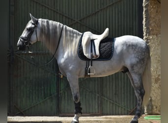 PRE, Semental, 7 años, 168 cm, Tordo rodado
