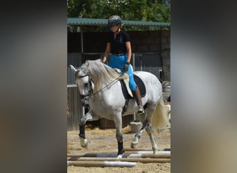 PRE, Semental, 7 años, 168 cm, Tordo rodado