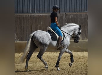 PRE, Semental, 7 años, 168 cm, Tordo rodado