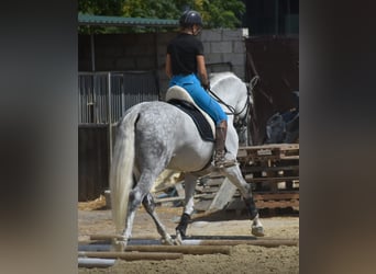PRE, Semental, 7 años, 168 cm, Tordo rodado