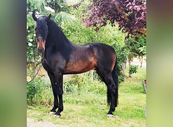 PRE, Semental, 7 años, 169 cm, Morcillo