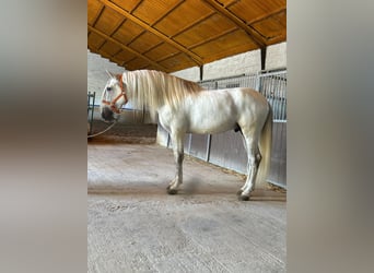 PRE Mestizo, Semental, 7 años, 169 cm, Tordo