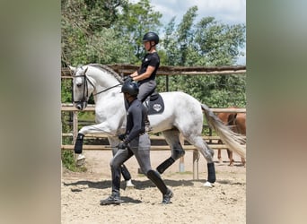 PRE Mestizo, Semental, 7 años, 170 cm, Tordo