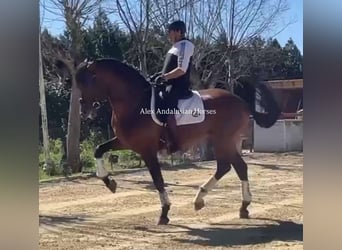 PRE Mestizo, Semental, 7 años, 171 cm, Castaño