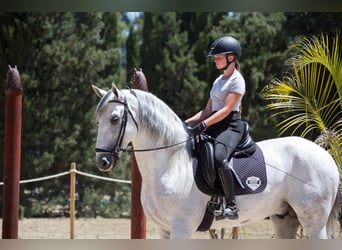 PRE, Semental, 7 años, 173 cm, Tordo