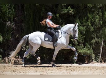 PRE, Semental, 7 años, 173 cm, Tordo