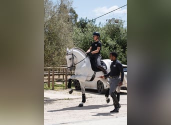 PRE, Semental, 7 años, 173 cm, Tordo