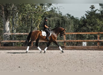 PRE, Semental, 7 años, 174 cm, Castaño oscuro
