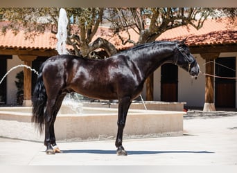 PRE, Semental, 7 años, 175 cm, Negro