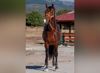 PRE Mestizo, Semental, 7 años, Castaño