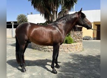 PRE Mestizo, Semental, 7 años, Castaño rojizo