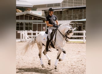 PRE Mestizo, Semental, 8 años, 156 cm, Tordo