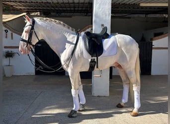 PRE Mestizo, Semental, 8 años, 158 cm, Perlino