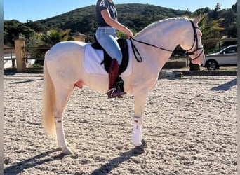 PRE Mestizo, Semental, 8 años, 158 cm, Perlino