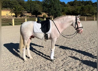 PRE Mestizo, Semental, 8 años, 158 cm, Perlino