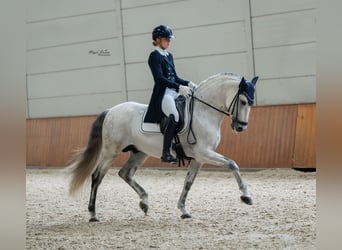 PRE, Semental, 8 años, 160 cm, Tordo