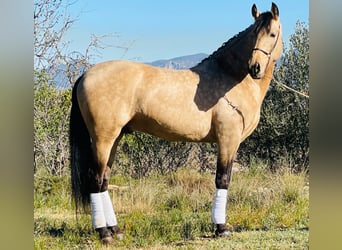 PRE Mestizo, Semental, 8 años, 162 cm, Buckskin/Bayo