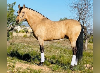 PRE Mestizo, Semental, 8 años, 162 cm, Buckskin/Bayo