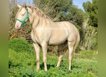 PRE Mestizo, Semental, 8 años, 162 cm, Perlino