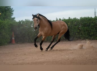 PRE Mestizo, Semental, 8 años, 164 cm, Bayo