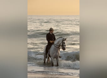 PRE Mestizo, Semental, 8 años, 164 cm, Tordo