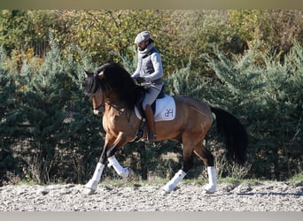 PRE, Semental, 8 años, 165 cm, Bayo