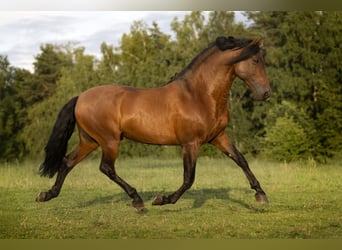 PRE, Semental, 8 años, 165 cm, Castaño